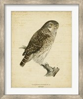 Non-Embellished Vintage Owl Fine Art Print