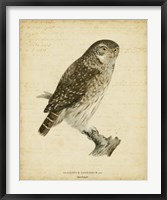Non-Embellished Vintage Owl Fine Art Print