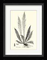 B&W Fern I Fine Art Print