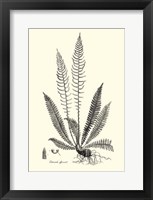 B&W Fern I Fine Art Print