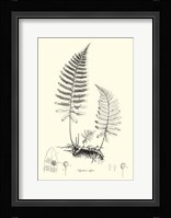 B&W Fern II Fine Art Print