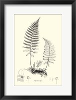 B&W Fern II Fine Art Print