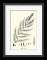 B&W Fern III Fine Art Print