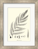 B&W Fern III Fine Art Print