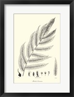 B&W Fern III Fine Art Print