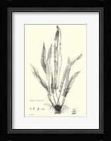 B&W Fern IV Fine Art Print