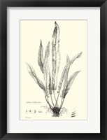 B&W Fern IV Fine Art Print