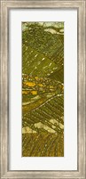 Vineyard Batik I Fine Art Print