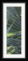 Fan Palm II Fine Art Print