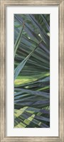 Fan Palm II Fine Art Print