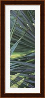 Fan Palm II Fine Art Print