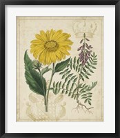 Botanical Repertoire III Fine Art Print