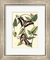 Petite Butterflies II Fine Art Print