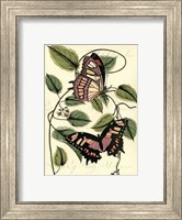Petite Butterflies IV Fine Art Print