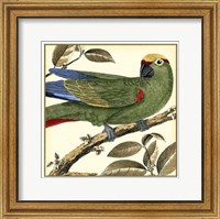Tropical Parrot I Fine Art Print