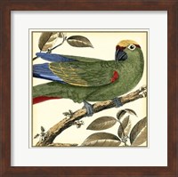 Tropical Parrot I Fine Art Print