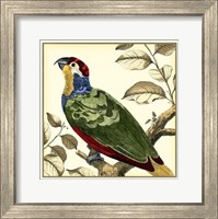 Tropical Parrot II Fine Art Print