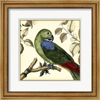 Tropical Parrot III Fine Art Print