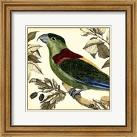 Tropical Parrot IV Fine Art Print