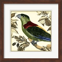 Tropical Parrot IV Fine Art Print