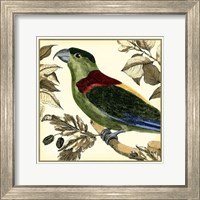 Tropical Parrot IV Fine Art Print