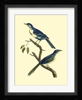 Vintage Bird Pair II Framed Print