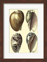 Classic Shells I Fine Art Print