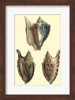 Classic Shells II Fine Art Print