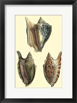 Classic Shells II Fine Art Print