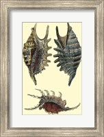 Classic Shells III Fine Art Print
