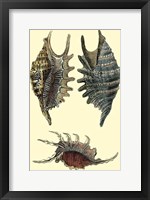 Classic Shells III Fine Art Print