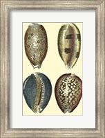 Classic Shells IV Fine Art Print