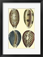 Classic Shells IV Fine Art Print