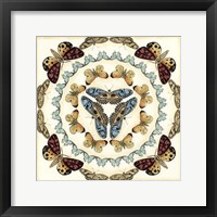 Butterfly Collector IV Framed Print