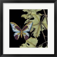 Butterfly on Vine I Framed Print