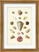 Shells, Tab. III Fine Art Print