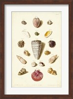 Shells, Tab. III Fine Art Print