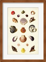 Shells, Tab. XI Fine Art Print