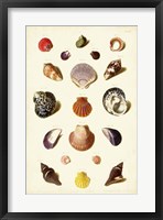 Shells, Tab. XI Fine Art Print