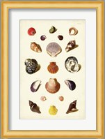 Shells, Tab. XI Fine Art Print