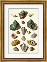 Shells, Tab. V Fine Art Print