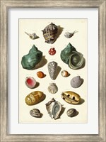 Shells, Tab. V Fine Art Print
