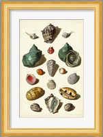 Shells, Tab. V Fine Art Print