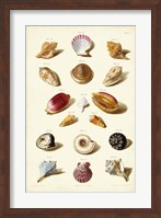 Shells, Tab. VI Fine Art Print