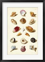 Shells, Tab. VI Fine Art Print