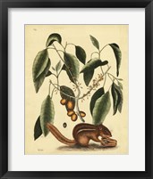 Ground Squirrel, Pl. T75 Fine Art Print