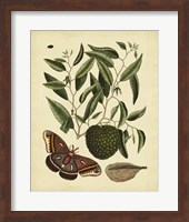 Moth, Pl. T86 Fine Art Print