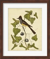 Crest. Fly-Catcher, Pl. T52 Fine Art Print
