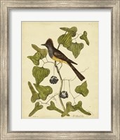 Crest. Fly-Catcher, Pl. T52 Fine Art Print