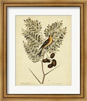 American Goldfinch, Pl. T43 Fine Art Print